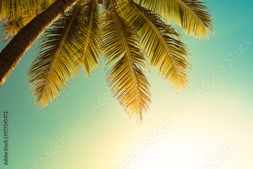 palm tree on the sunset © kieferpix