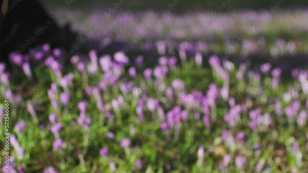 Springtime close-up view of violet crocuses. Soft selective focus of flowering crocus flowers, rack focus, 4k Springtime close-up view of violet crocuses. Soft selective focus of flowering crocus flowers, rack focus, 4k