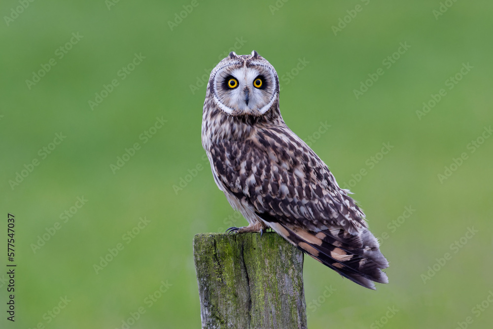 Short-eared owl on a pole Short-eared owl on a pole
