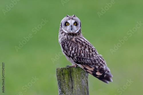Short-eared owl on a pole photo
