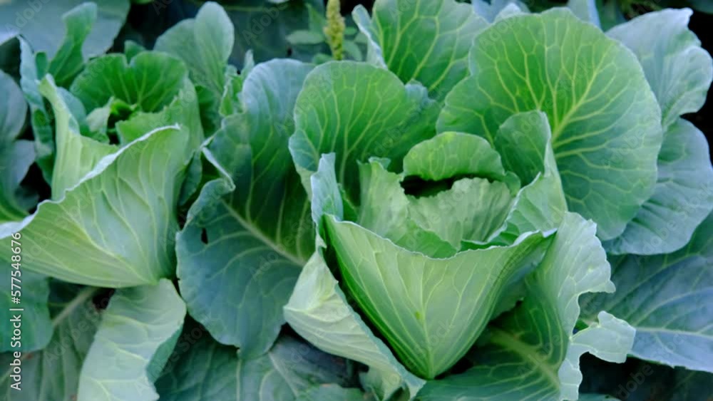 closeup young cabbage plants, Brassica oleracea, green fields of ripening agro culture, agricultural concept, environmentally friendly plants, vegetable production, fertilizer application, food crisis closeup young cabbage plants, Brassica oleracea, green fields of ripening agro culture, agricultural concept, environmentally friendly plants, vegetable production, fertilizer application, food crisis