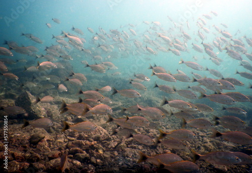 Fototapeta Naklejka Na Ścianę i Meble -  Costa Rica Pacific sea life