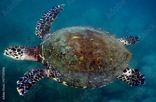 Costa Rica Pacific sea life