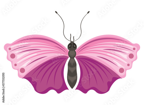 purple and pink butterfly