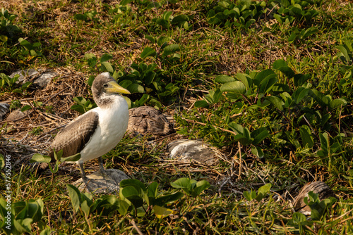 Albatroz no parque photo