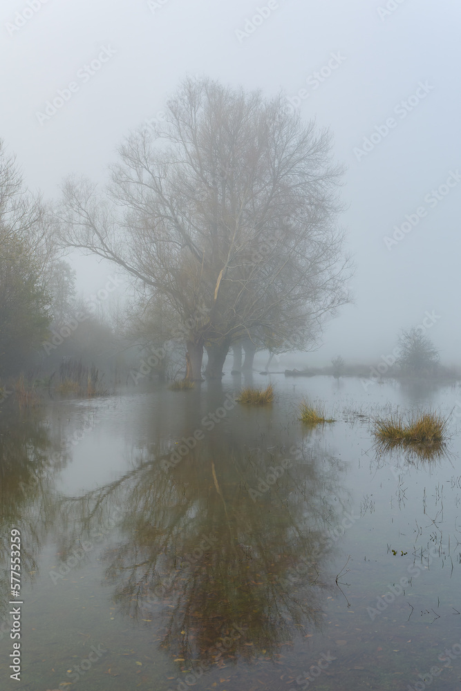 Bare trees emerging from a foggy landscape on the shore of a lake Bare trees emerging from a foggy landscape on the shore of a lake