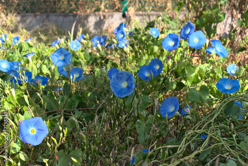 Morning glory flowers on a sunny day
