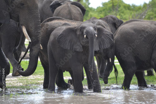 Elephants at Watering Hole