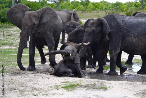 Juvenile Elephant Struggling