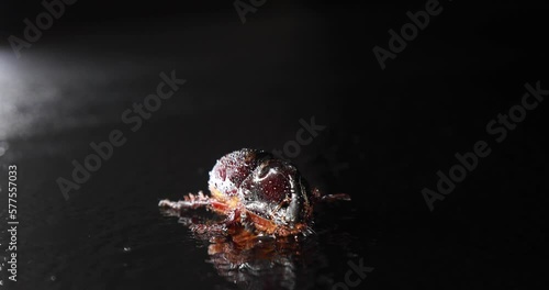 Rhinoceros beetle in dew drops crawling on a black studio background