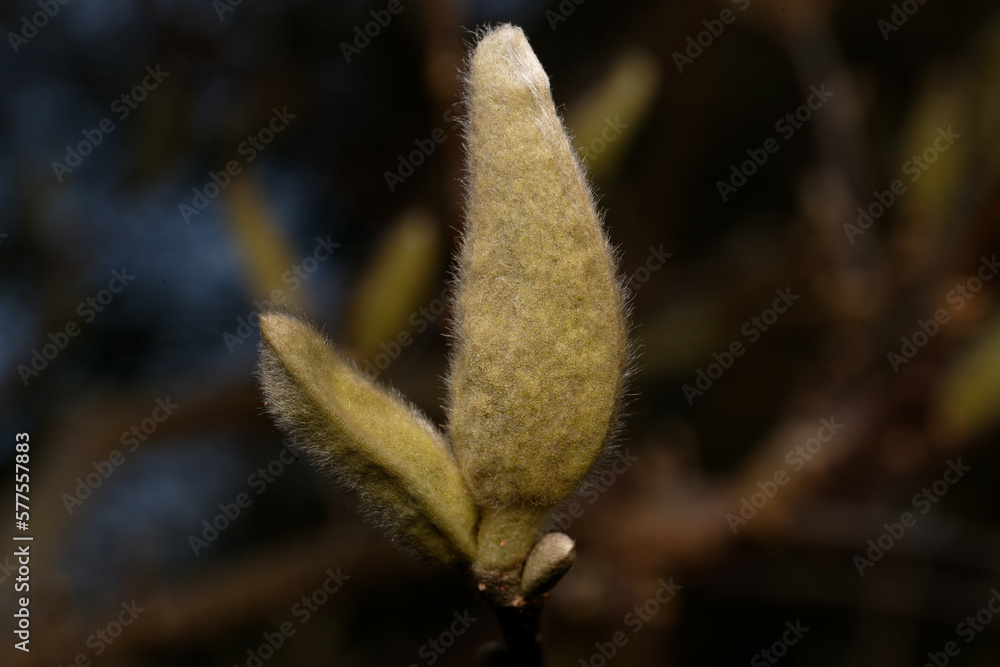 Magnoliaceae hairy bud from magnolia in early march Magnoliaceae hairy bud from magnolia in early march