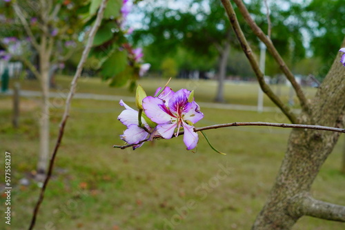 Closeup of Bauhinia Variegata tree brunch with light pink flowersCloseup of Bauhinia Variegata tree brunch with light pink flowers	 photo