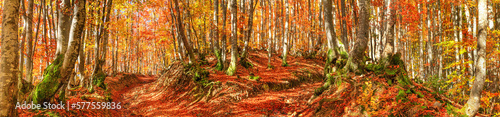 Autumn landscape, panorama, banner - view of a forest road in the autumnal mountain beech forest, Carpathians, Ukraine