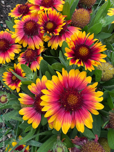 Beautiful and colorful flowers blooming in the springtime © Chris Rubino