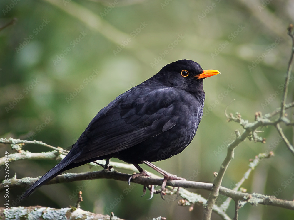 Eurasian blackbird (Turdus merula) male bird on a branch in spring green background
