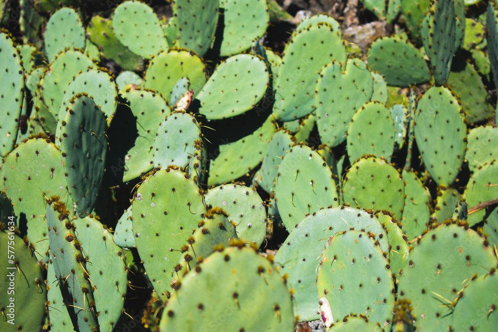 Overlapping green cacti - desert plants - prickly pear Overlapping green cacti - desert plants - prickly pear