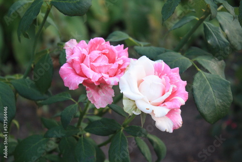 Close-up photo of tender pink couple of roses