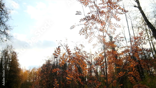 Red tree leaves on background of sun rays in autumn forest. Clip. Autumn leaves of mountain ash in forest. Rare tree leaves on background of bright sky in autumn