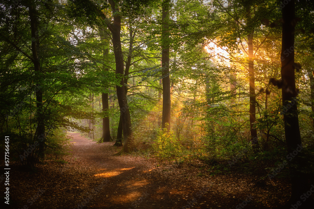 Fototapeta premium mystic morning