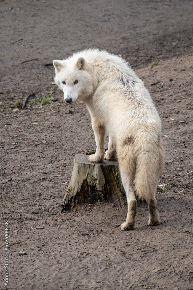White wolf at the stump. White wolf at the stump.
