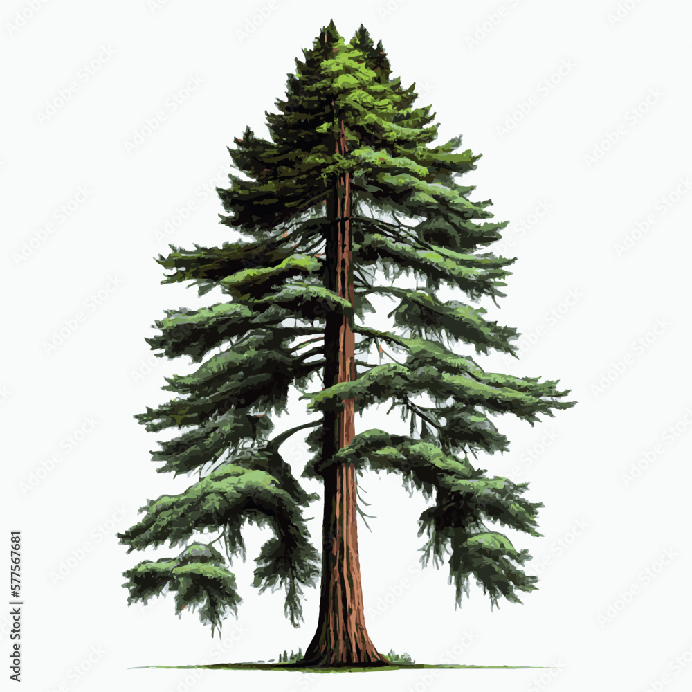 Original Ink, Redwood Tree, Large Wall Artwork. Black and White, Fine Line  Ink Drawing. Tall Sequoia. Botanical Illustration. - Etsy