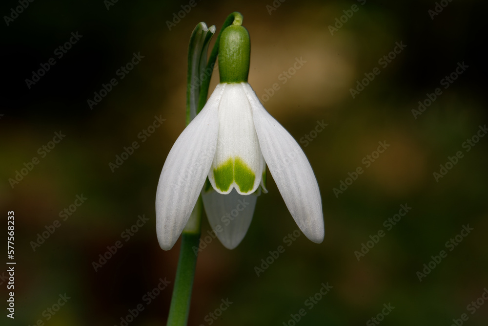 Galanthus nivalis close up of single snowdrop against blurred background Galanthus nivalis close up of single snowdrop against blurred background