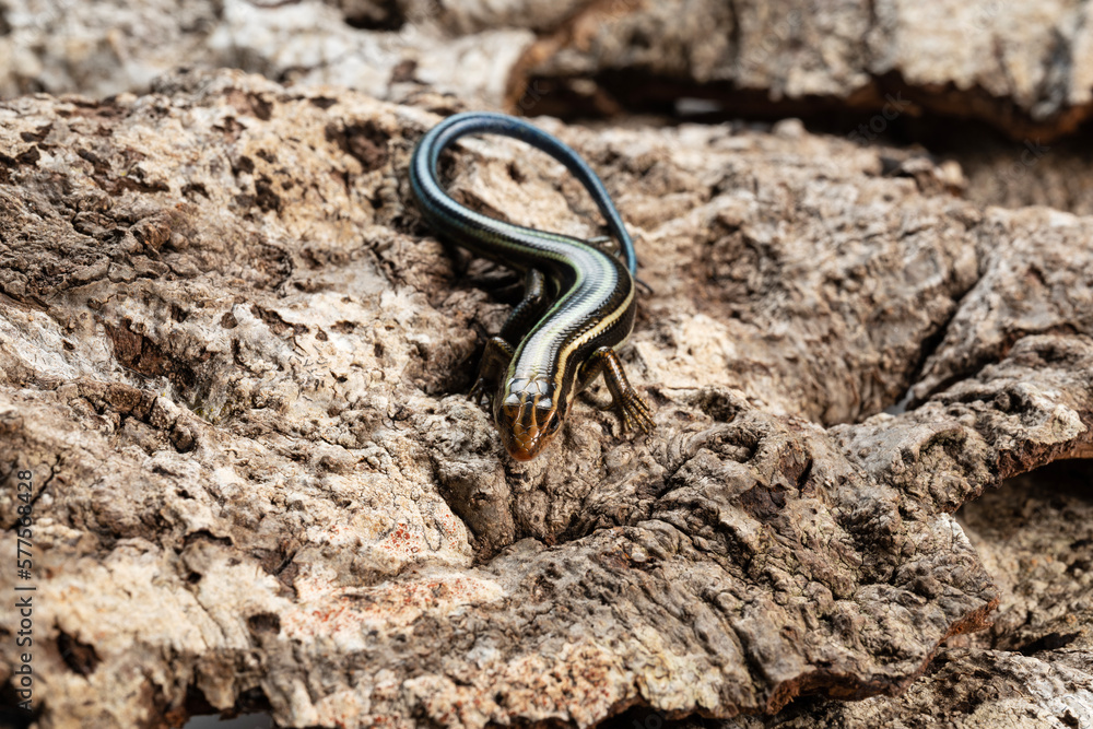 Japanese five-lined skink in the bark of a tree. Japanese five-lined skink in the bark of a tree.