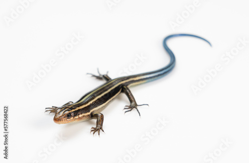 Japanese five-lined skink on White Background