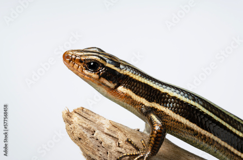 A juvenile Japanese five-lined skink holding onto a tree branch.
