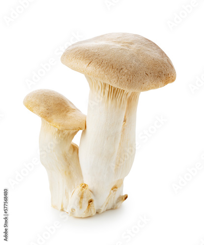eryngii mushrooms placed on a white background.