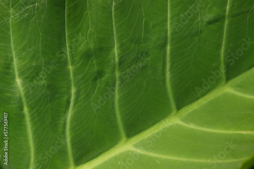 Textura de folha verde em uma fotografia que captura a essência da natureza. Uma imagem que inspira calma, pureza e equilíbrio.  photo