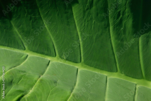 Textura de folha verde em uma fotografia que captura a essência da natureza. Uma imagem que inspira calma, pureza e equilíbrio.  photo