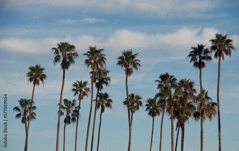 California Fan Palm Trees and Winter Sky