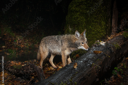 Coyote (Canis latrans) wet from rain, hunting at night in Western Oregon. © PKZ