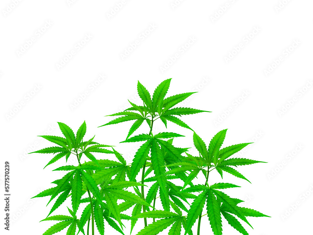 Cannabis plants PNG transparent Cannabis plants PNG transparent