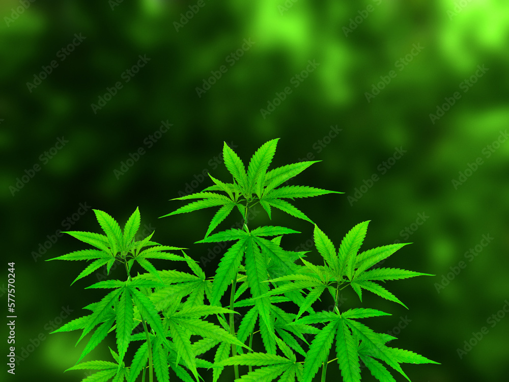 Marijuana plant isolated on blurred green background.