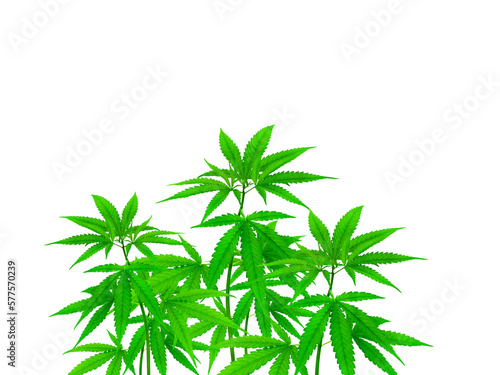 Cannabis plants  PNG transparent
