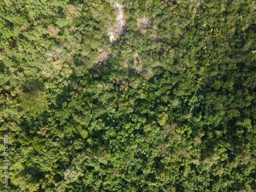 Aerial view of tropical rainforest in the Caribbean