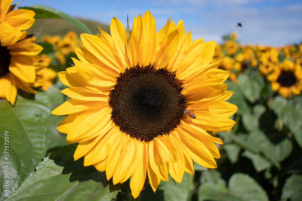 Obraz premium sunflower in the field