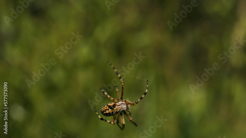 View of a moving tarantula. Creative. A large spider crawling along its web and moving large leaves and small stones in the grass.