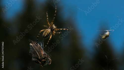 View of a moving tarantula. Creative. A large spider crawling along its web and moving large leaves and small stones in the grass.