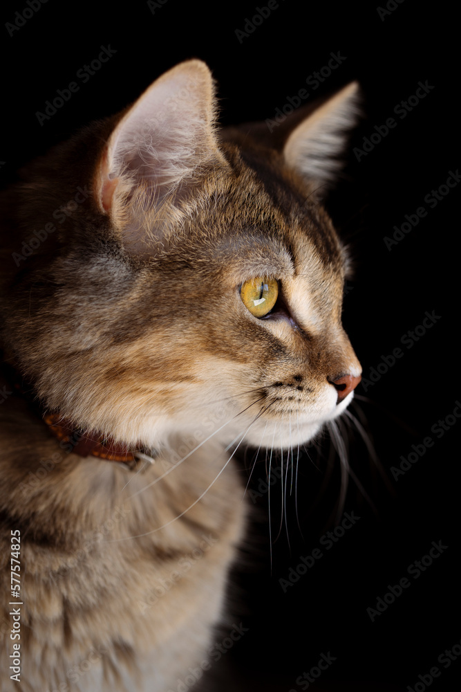 retrato de gatita mirando retrato de gatita mirando