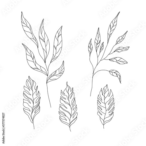 Leaves and branches of various shapes. exotic leaves. Stylized plants, line art.