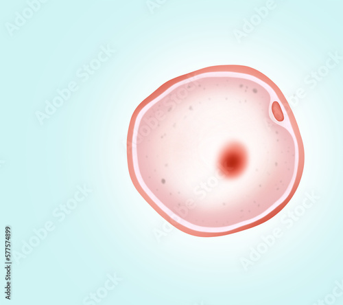 Φωτογραφία Ovum (egg cell) on light background, illustration