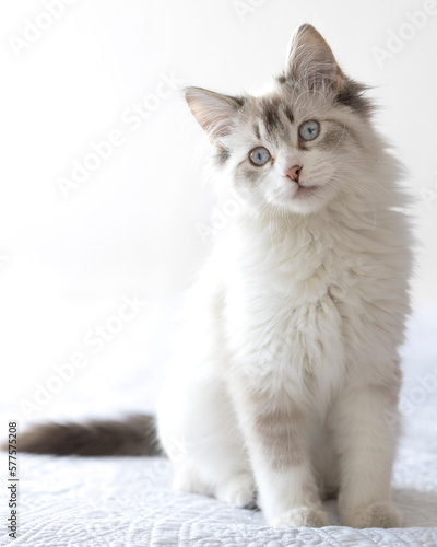 Принти на полотні Gato sentado con mirada tierna en clave alta