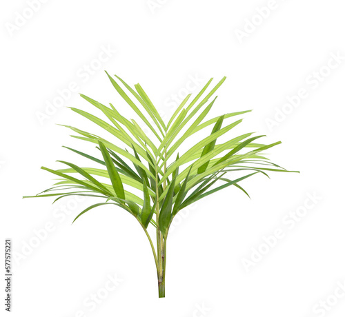Tropical green leaf of palm tree on transparent background png file
