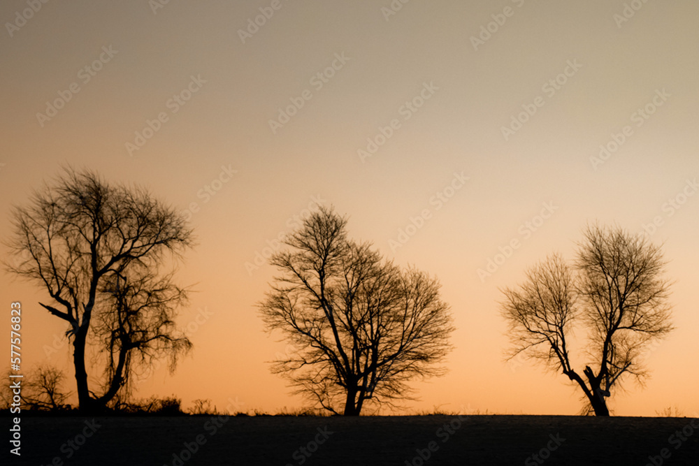 Three Trees 