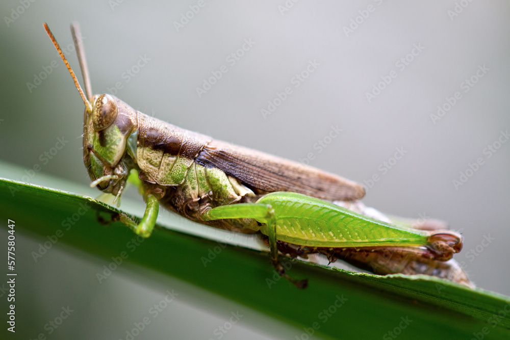 close-up Meadow Grasshopper (Chorthippus parallelus) close-up Meadow Grasshopper (Chorthippus parallelus)