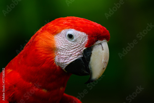 Scarlet Macaw closeup portrait on green background