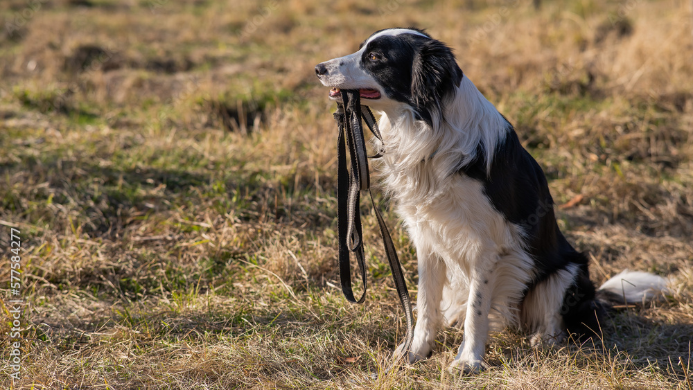 Border collie holding a leash in his mouth on a walk in the autumn park.